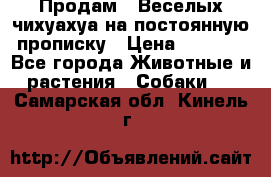 Продам.  Веселых чихуахуа на постоянную прописку › Цена ­ 8 000 - Все города Животные и растения » Собаки   . Самарская обл.,Кинель г.